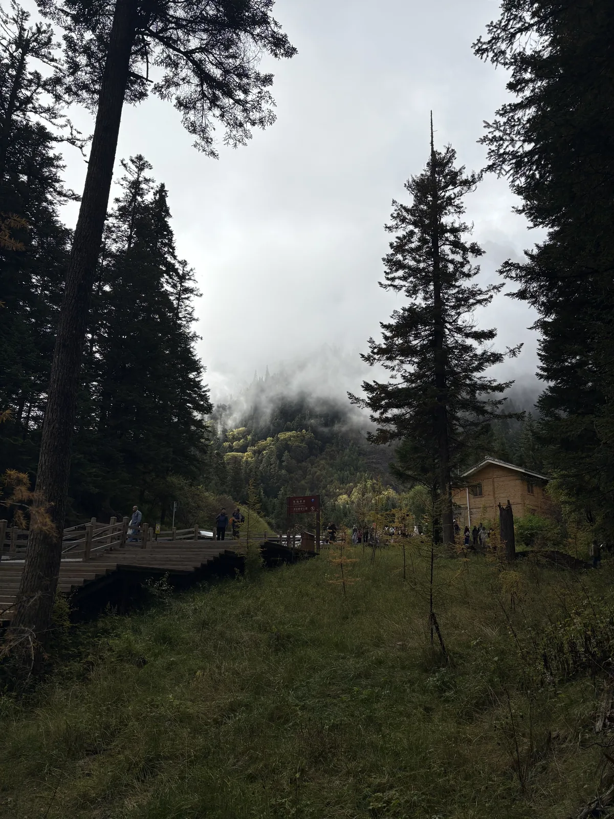 forest